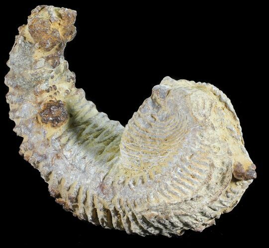 Cretaceous Fossil Oyster (Rastellum) - Madagascar #54432